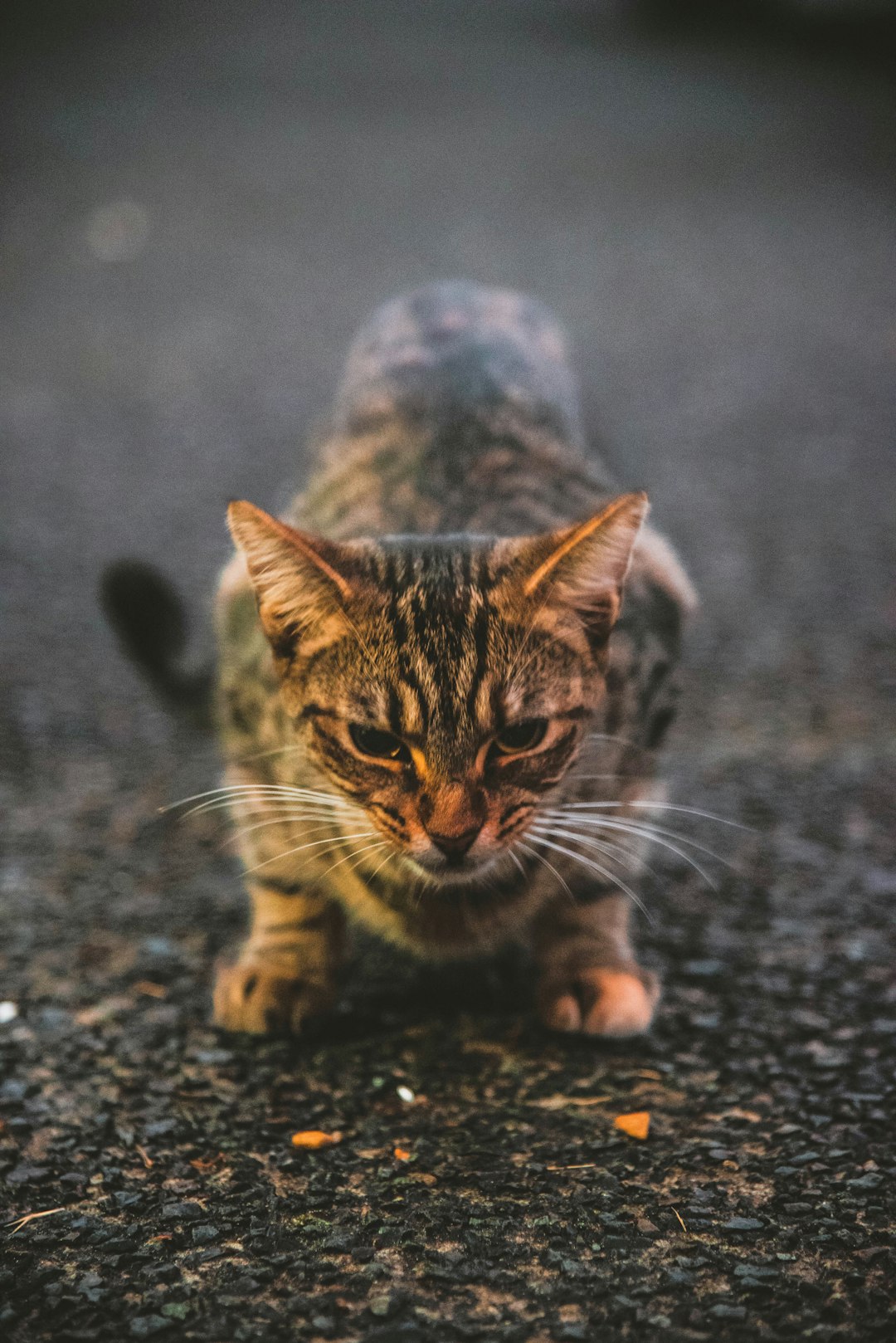 gray cat on ground