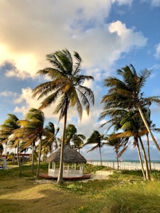 A row of palm trees sways gently in the breeze near a sandy beach. A thatched gazebo sits among the trees, providing a quaint resting place. The sky is partly cloudy, with patches of bright blue visible through the soft cloud cover. The grass is lush and green, contrasting with the sandy beach and the vibrant sea in the distance.