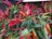 A collection of vibrant red, green, and yellow chili peppers growing among lush green leaves. The chilies are long and slender, with various stages of ripeness visible, providing a visually appealing contrast with the green foliage.