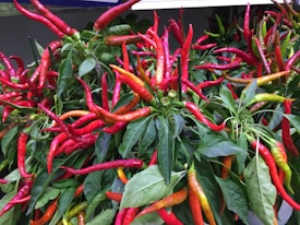 A collection of vibrant red, green, and yellow chili peppers growing among lush green leaves. The chilies are long and slender, with various stages of ripeness visible, providing a visually appealing contrast with the green foliage.