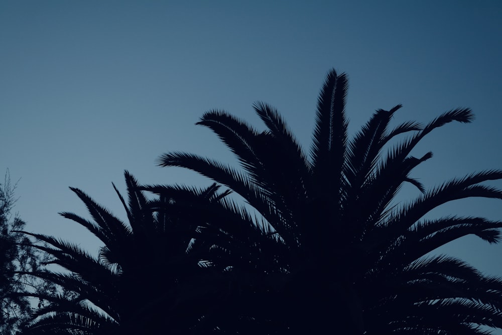 trees during daytime