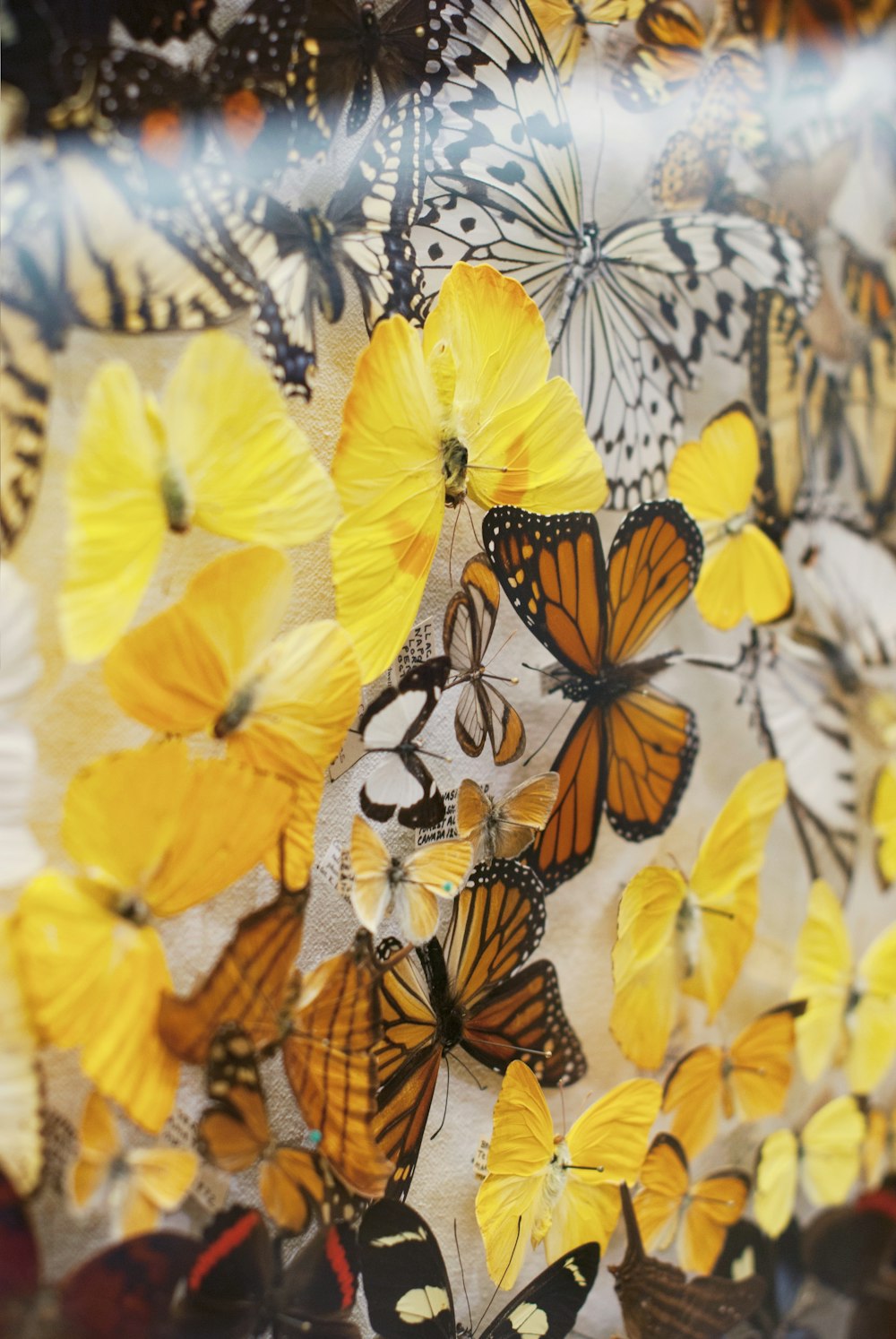 assorted-color butterfly graphic textile