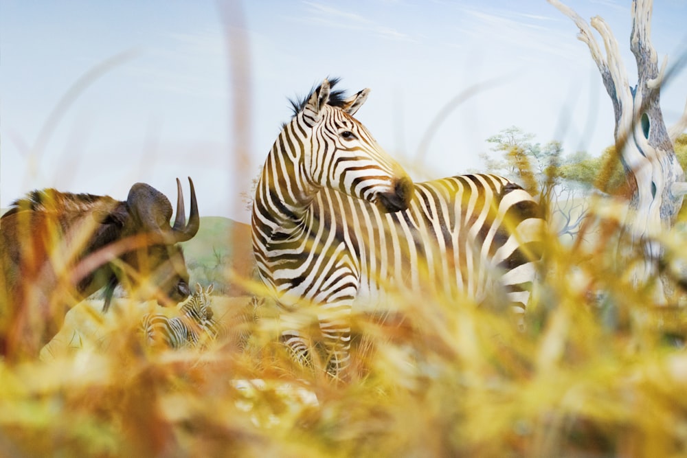 Fotografia a fuoco selettiva della zebra