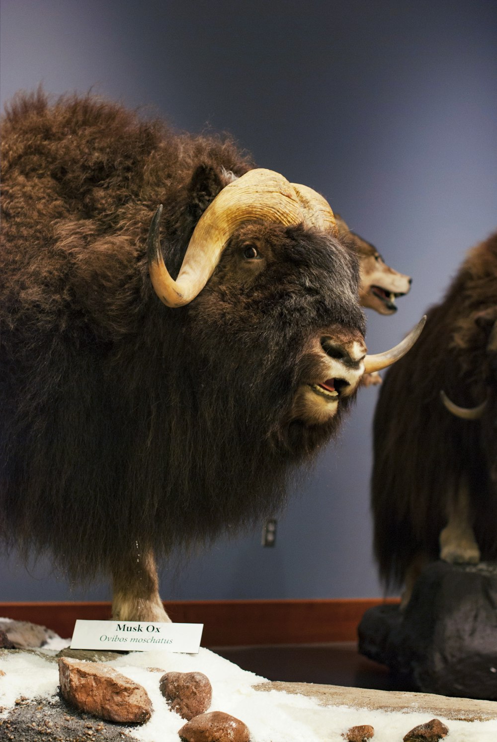 brown and gray hairy ox taxidermy