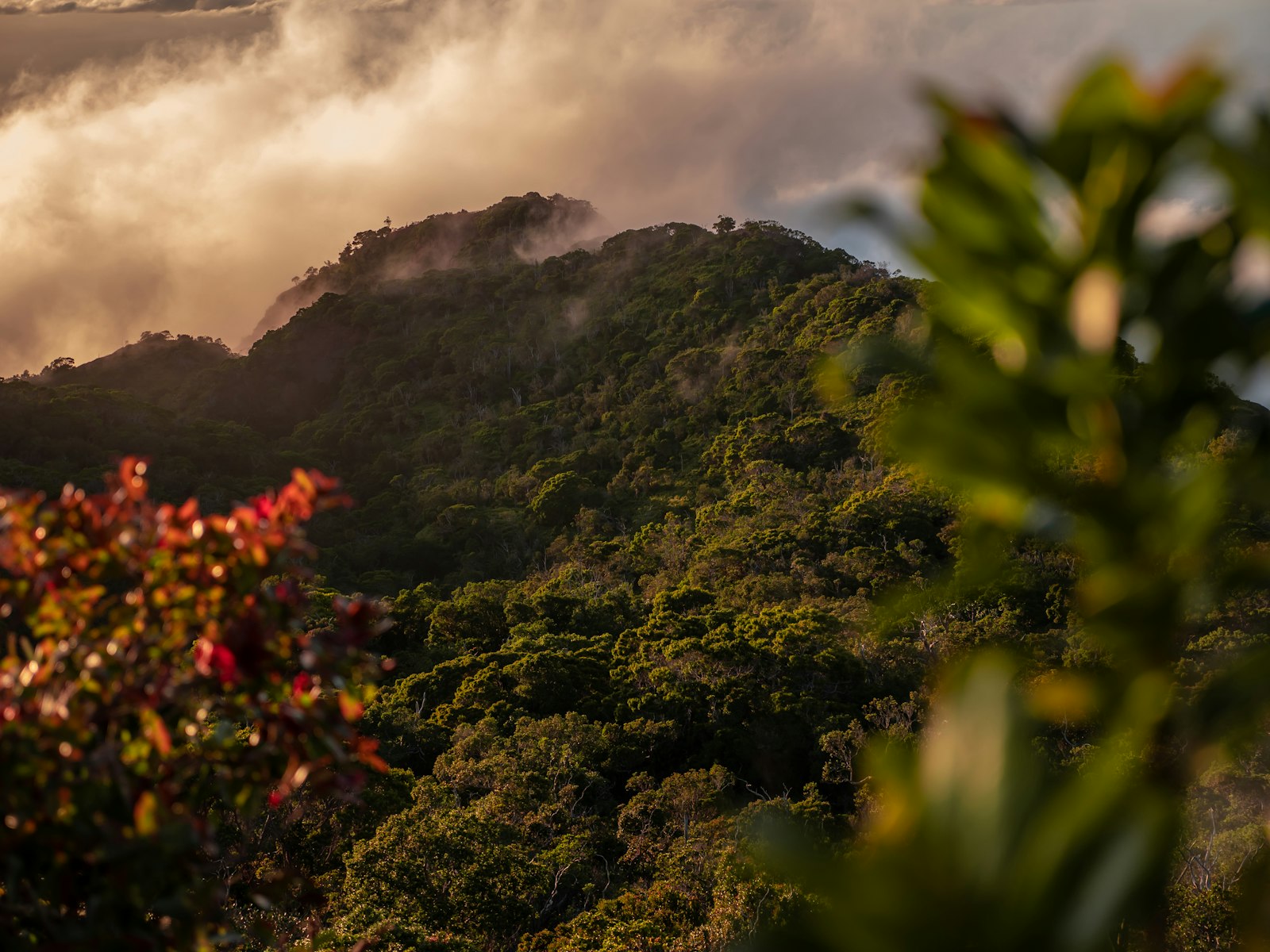 Panasonic Lumix DC-GH5 + Panasonic Lumix G X Vario 12-35mm F2.8 ASPH Power OIS sample photo. Green mountain view covered photography