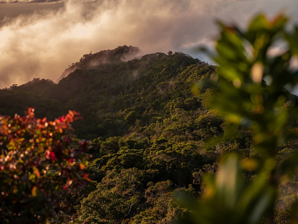 green mountain view covered with fogs