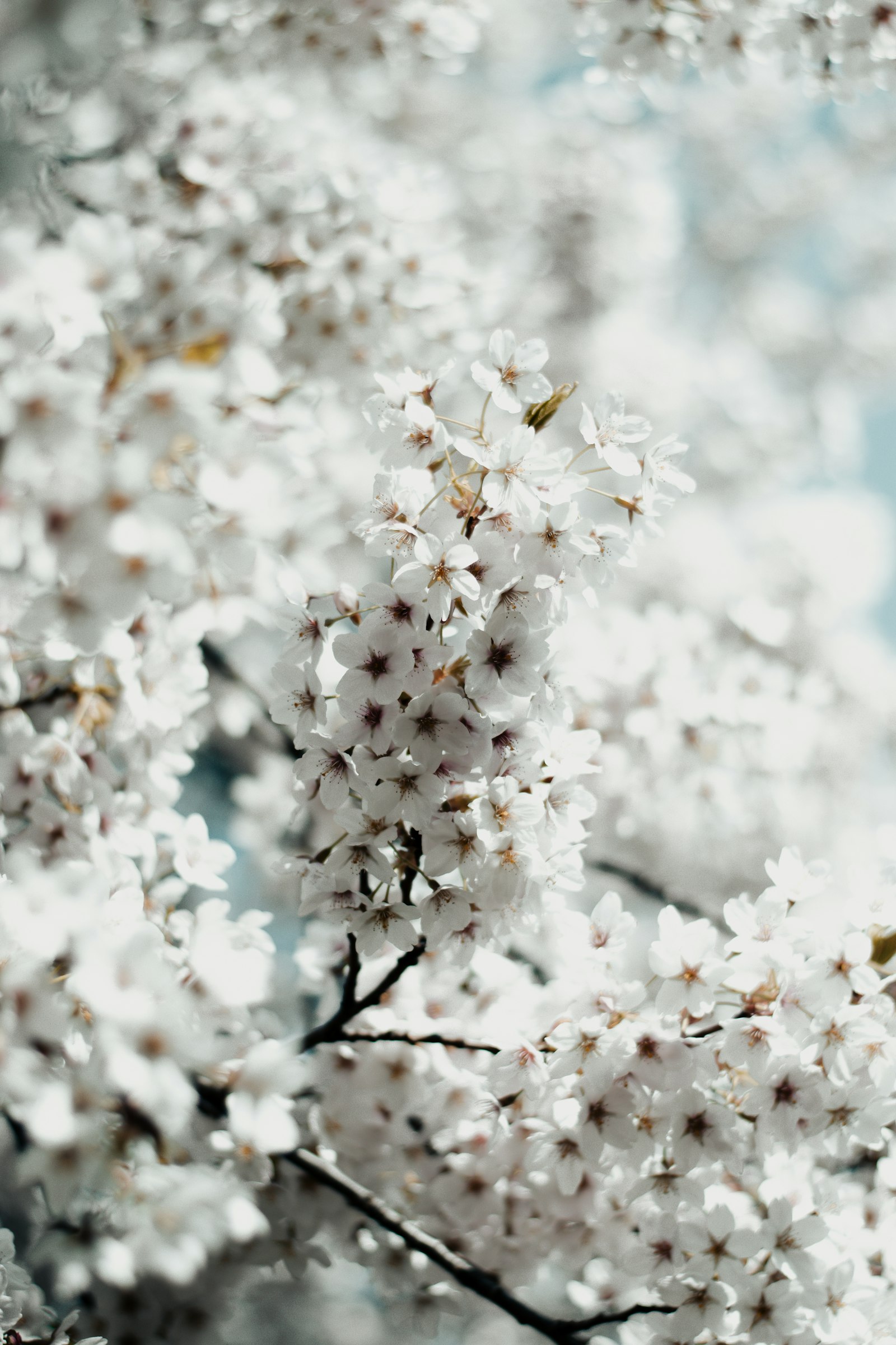 Nikon D5600 + Nikon AF-S Nikkor 50mm F1.8G sample photo. White blossom flower in photography