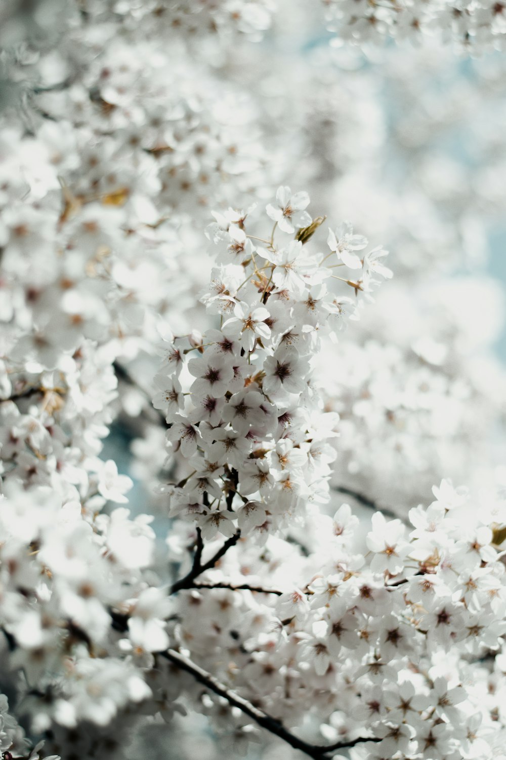 white blossom flower in closeup photo