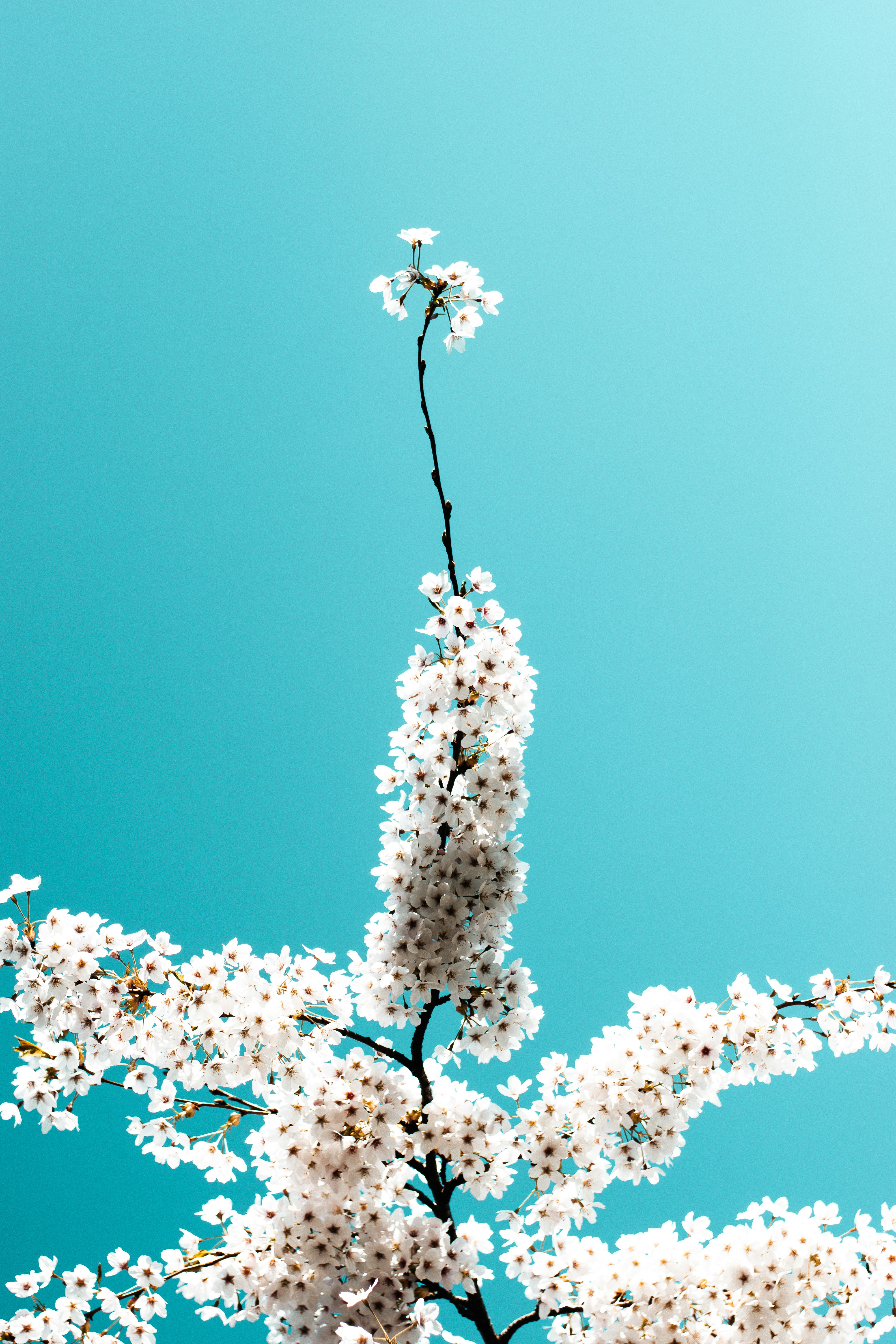 white petaled flowering tree at daytime