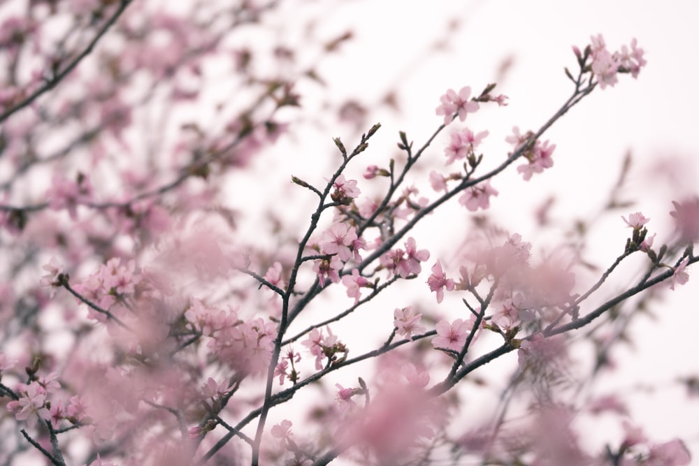 pink petaled flowers at daytime