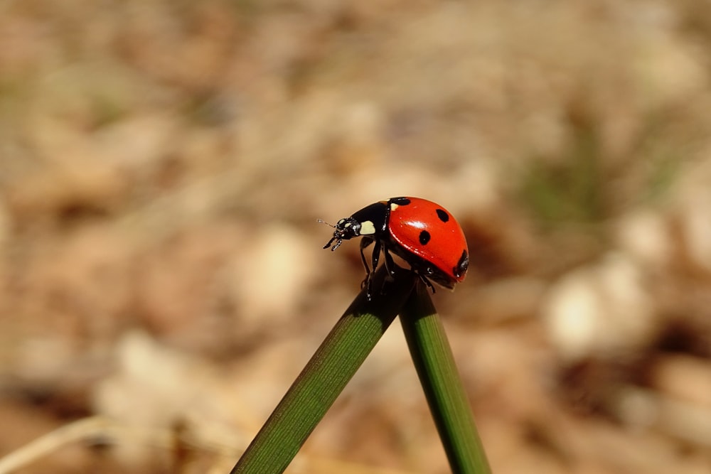 selective focus photography of ladybug