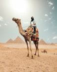 A person wearing a headscarf is riding a camel adorned with colorful decorations. In the background, the Pyramids of Giza are visible, set against a bright, sunny sky.