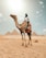 A person wearing a headscarf is riding a camel adorned with colorful decorations. In the background, the Pyramids of Giza are visible, set against a bright, sunny sky.