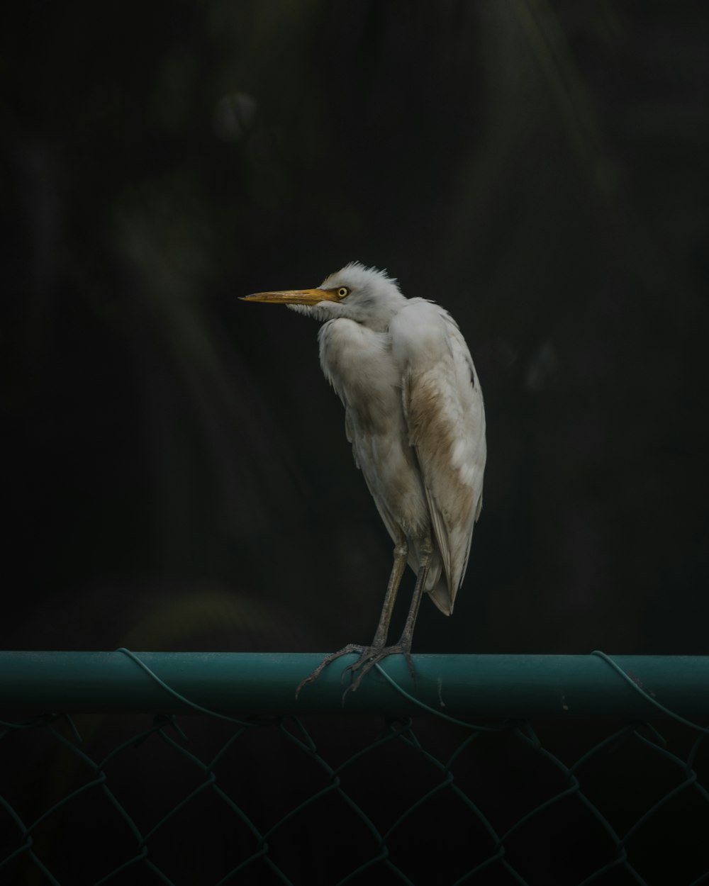 white bird on teal surface