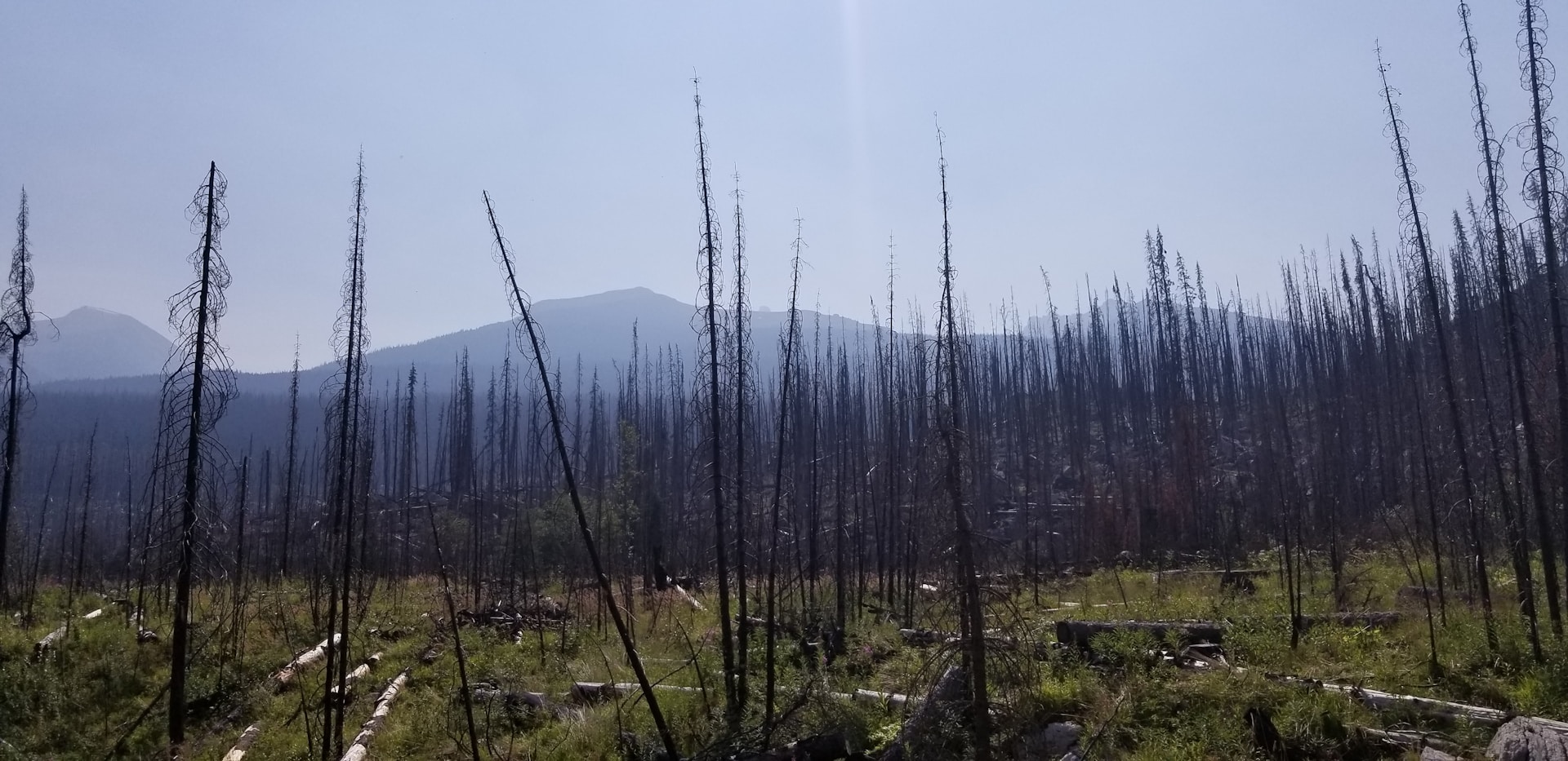 Tall, thin, leafless trees stand scattered across a hilly forest landscape with a distant mountain range under a hazy blue sky. The ground is covered with dried logs and patches of green grass, indicating a forest recovering from a fire.
