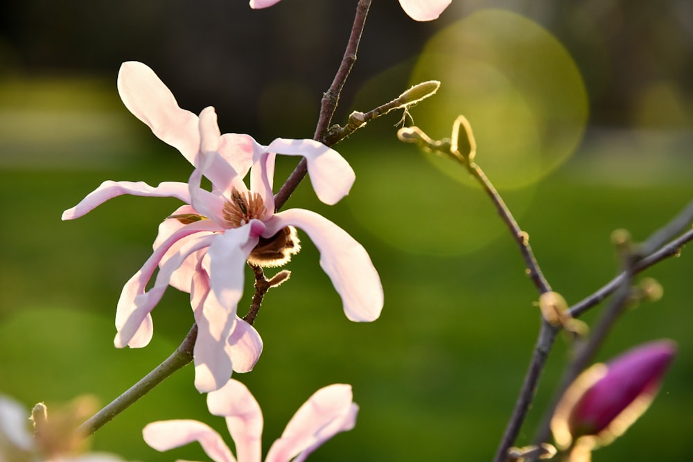 selective focus photography of white petaled flower