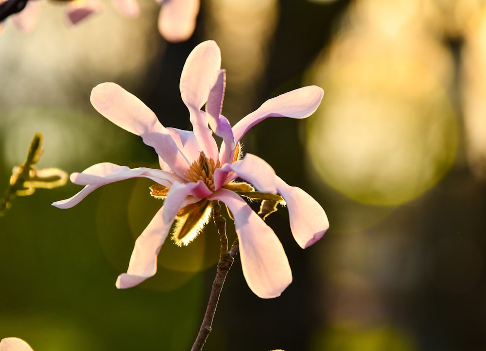 blooming purple petaled flower