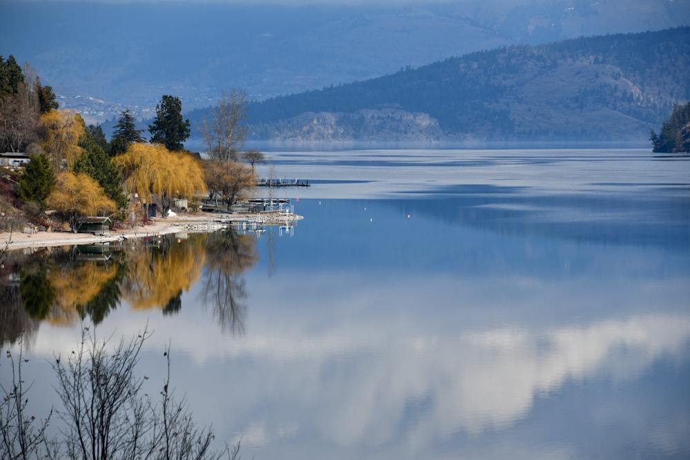 trees near body of water