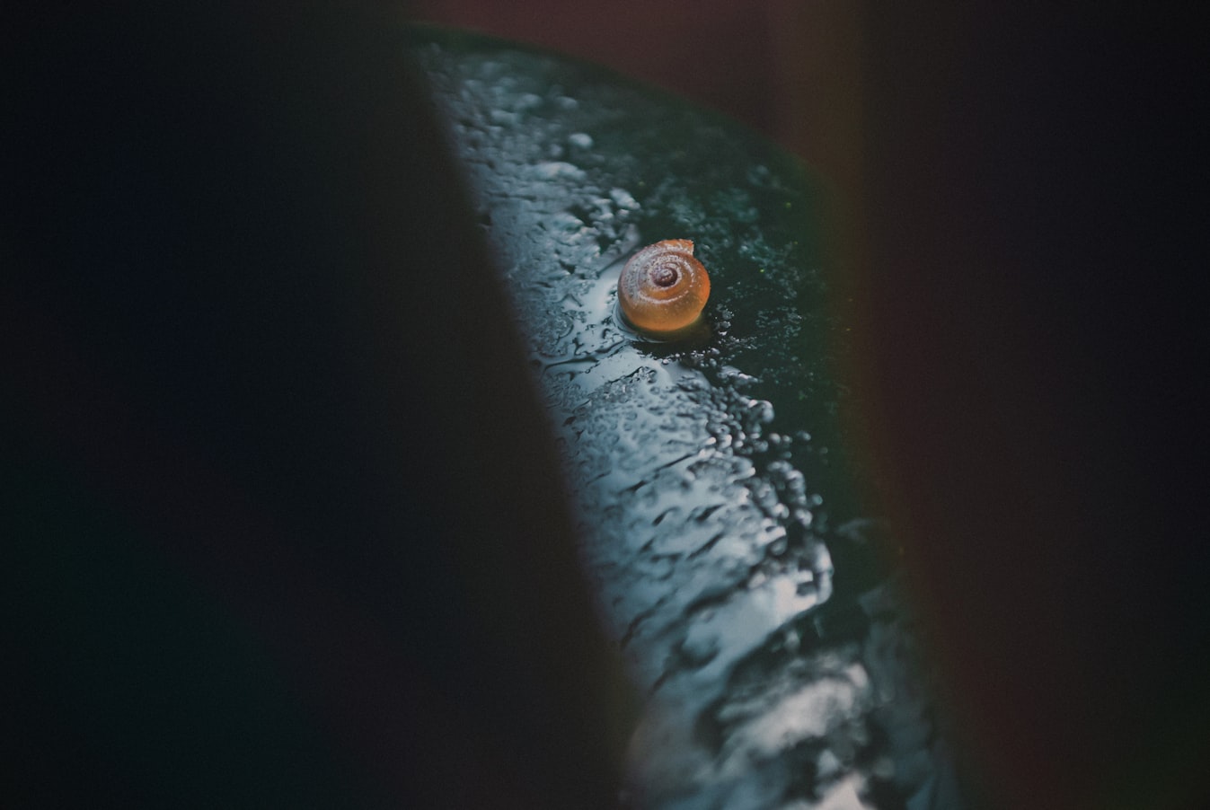 Snail shell on a green leaf covered in water