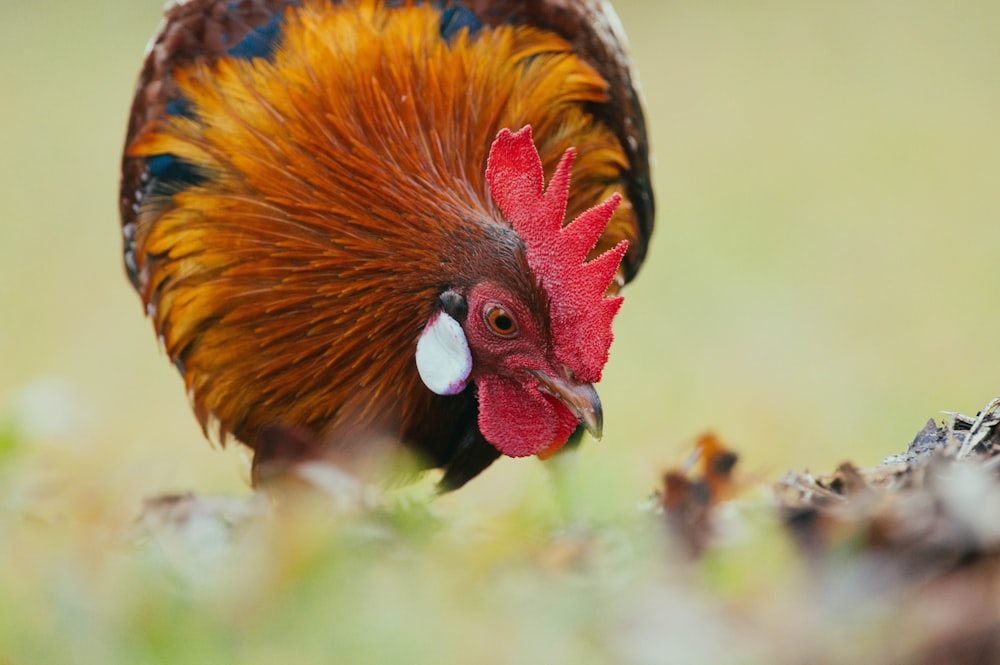 selective focus photo of rooster