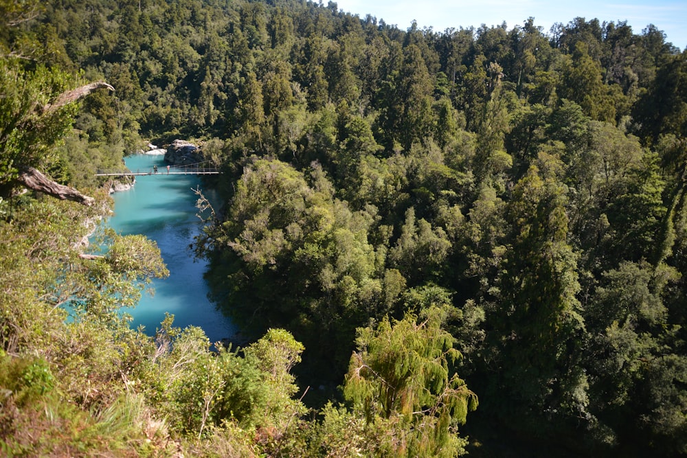 green trees near body of water