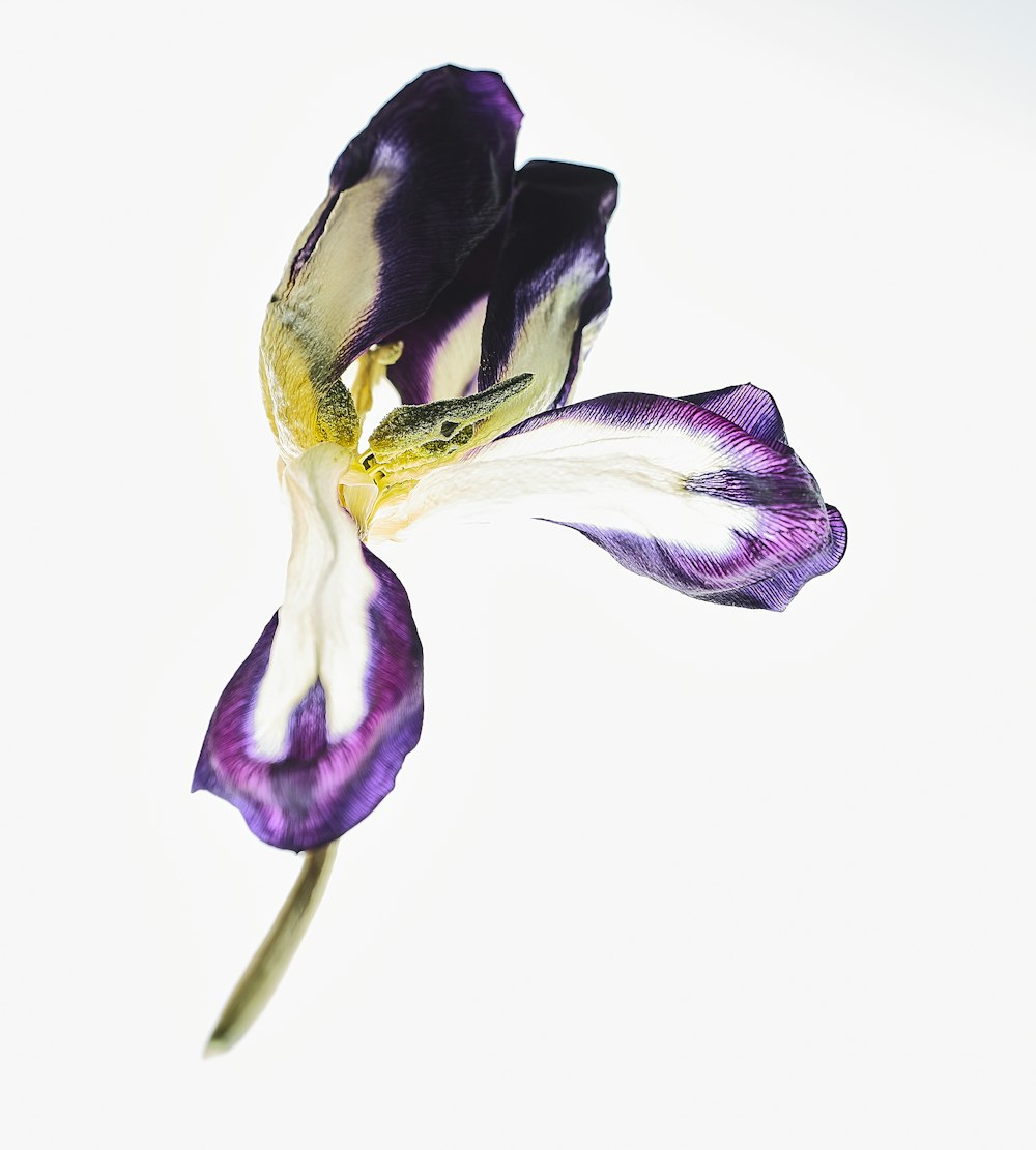 fiore dai petali viola e bianchi