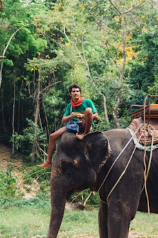 A person wearing a green shirt and red scarf is sitting on an elephant amid a lush forest setting. The surrounding area is dense with green trees and foliage, creating a natural backdrop.