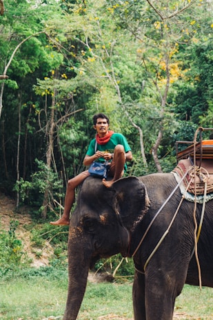 A person wearing a green shirt and red scarf is sitting on an elephant amid a lush forest setting. The surrounding area is dense with green trees and foliage, creating a natural backdrop.