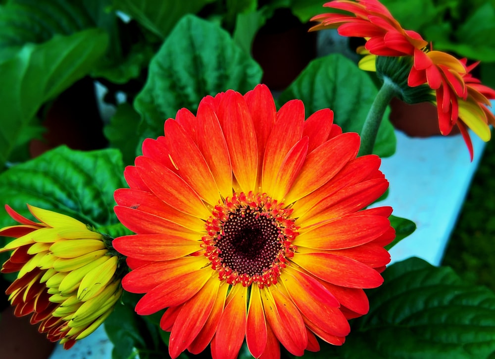 shallow focus photo of red Barberton daisy