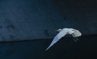 flying white bird