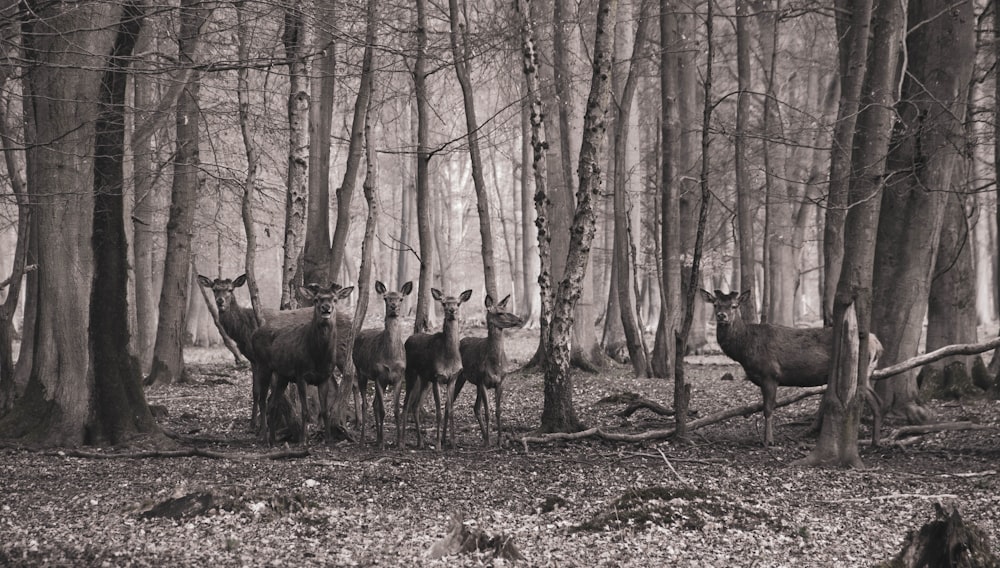 group of doe on forest