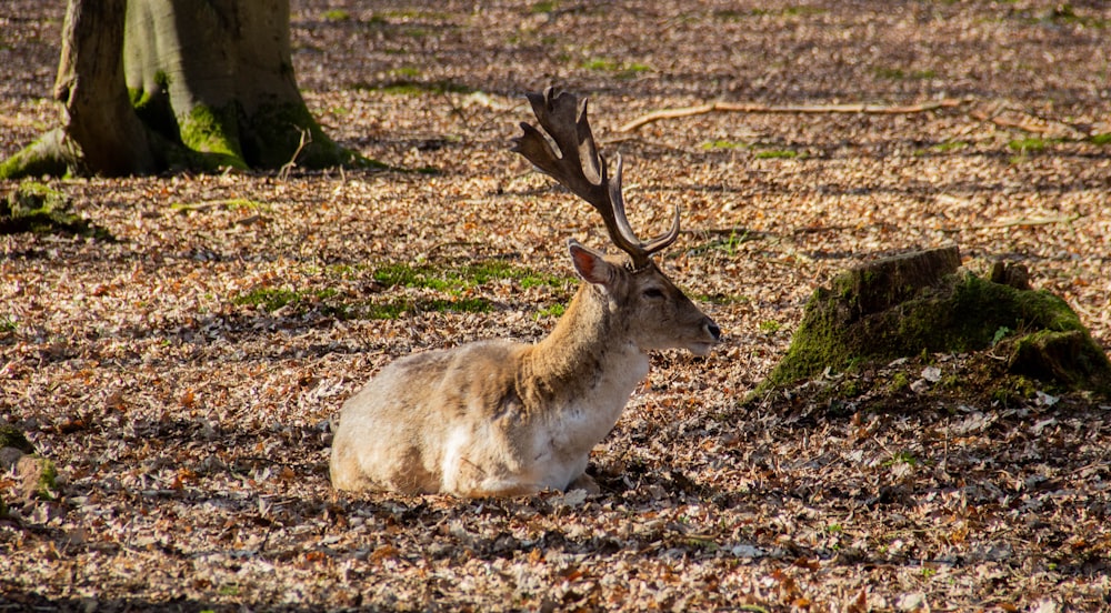 brown deer on ground