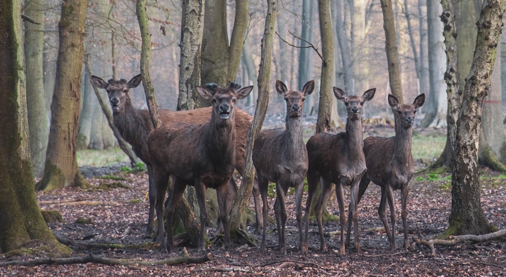 group of deere
