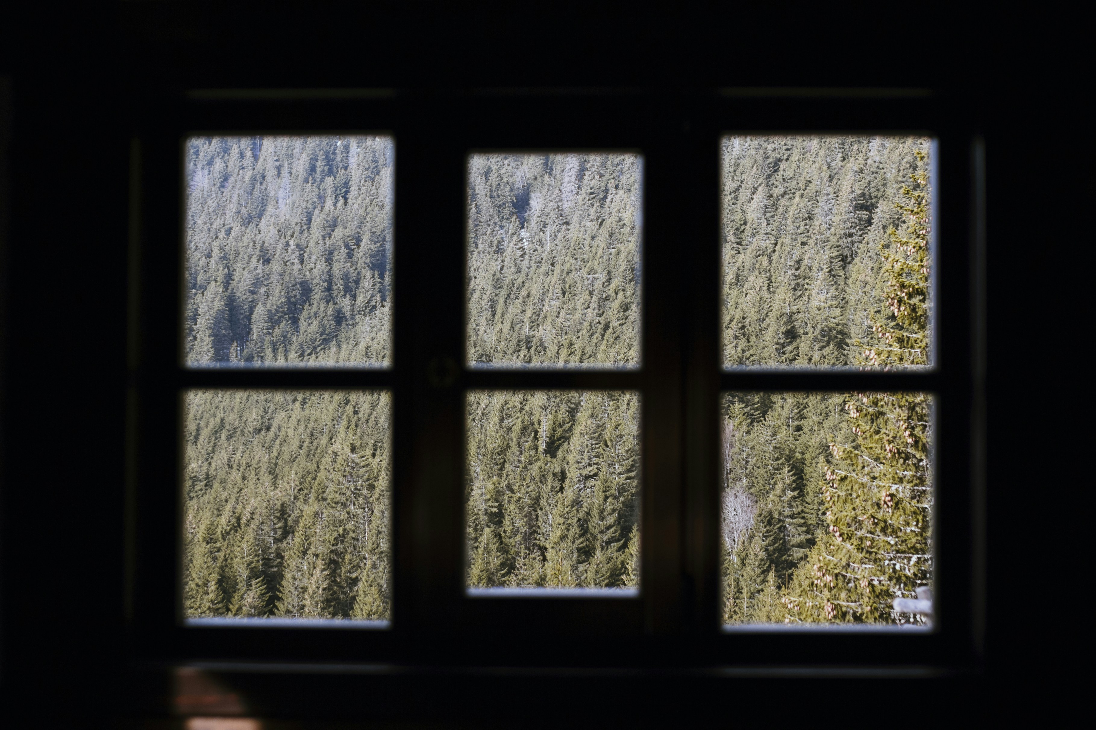 window with green trees