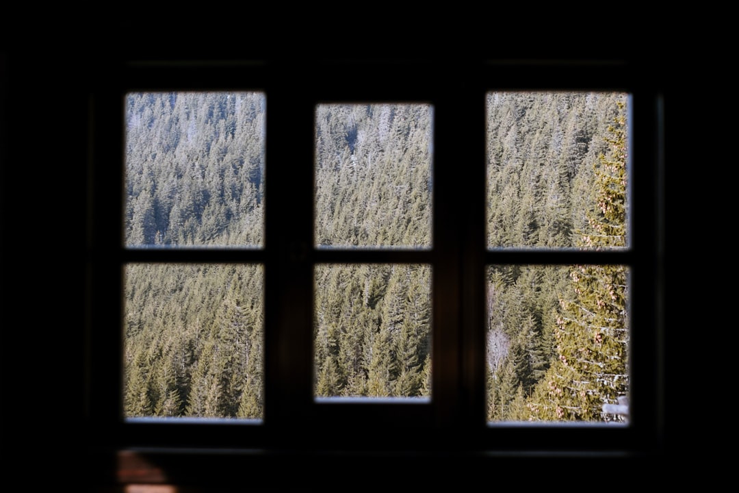 window with green trees