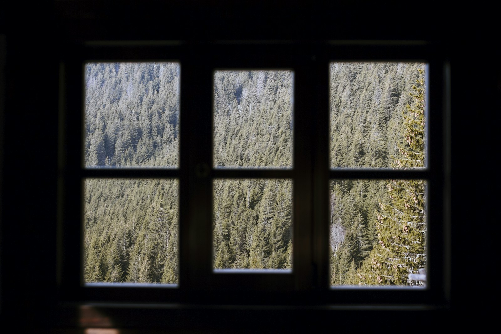 Sigma 10-20mm F4-5.6 EX DC HSM sample photo. Window with green trees photography