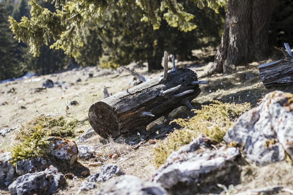 tronco de madera en el bosque