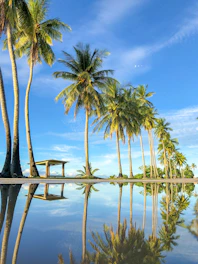 coconut trees