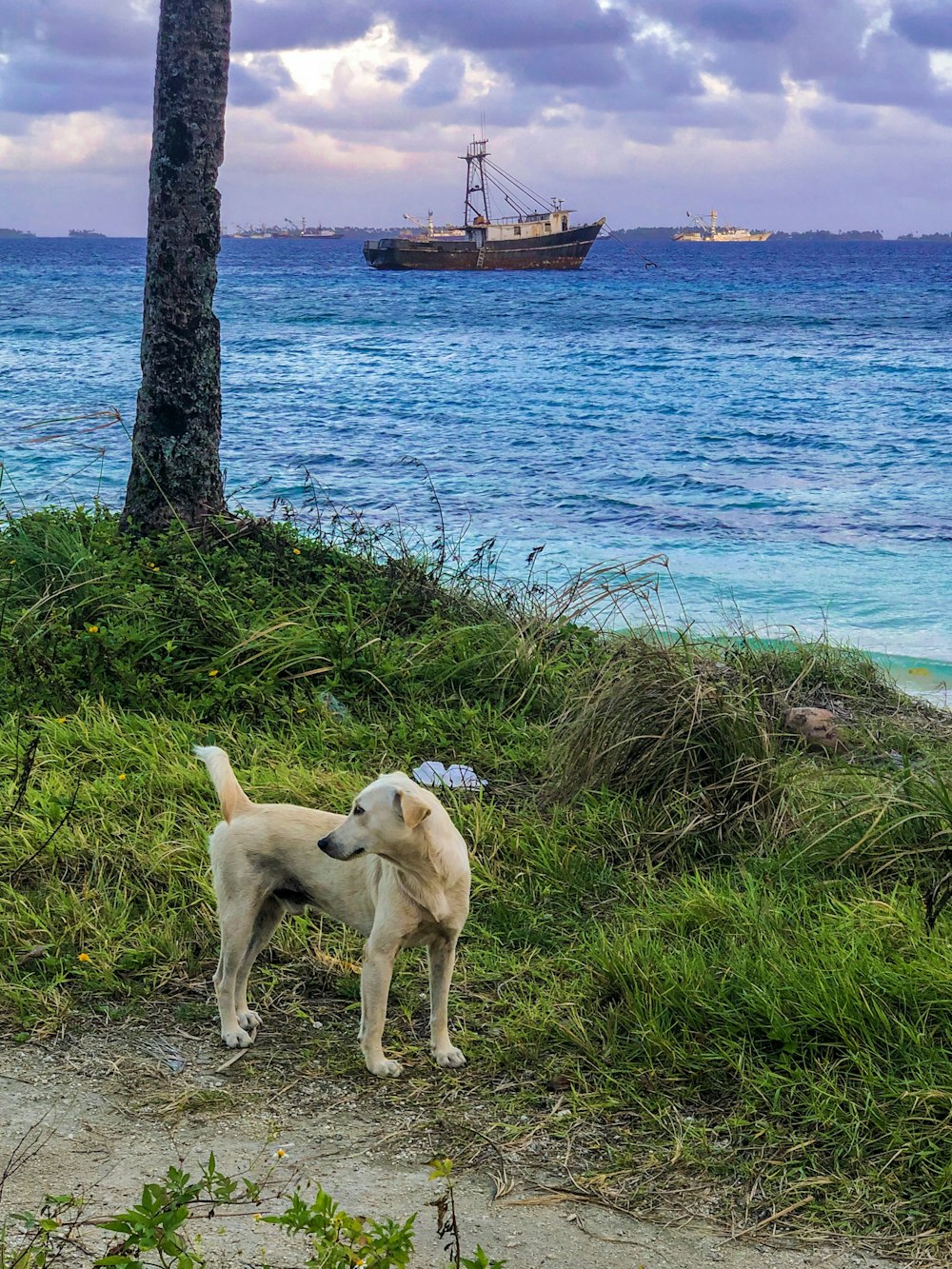 pet dog beside tree