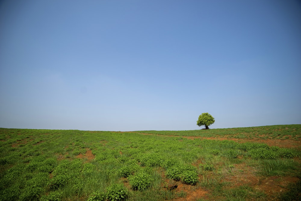 tree on a green field