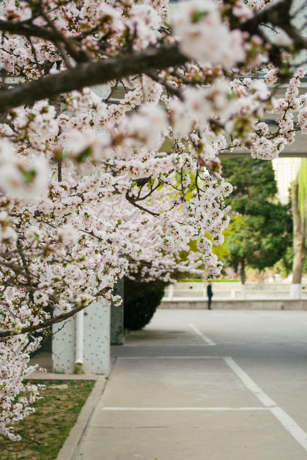 shallow focus photo of white cherry blossoms