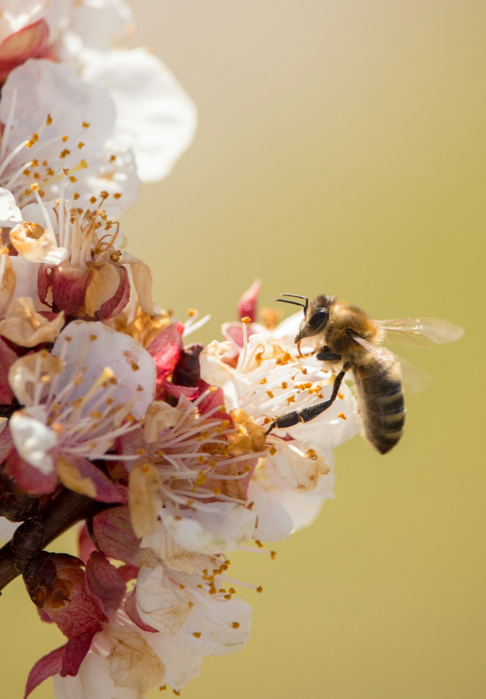 wasp on cherry blossom flowers
