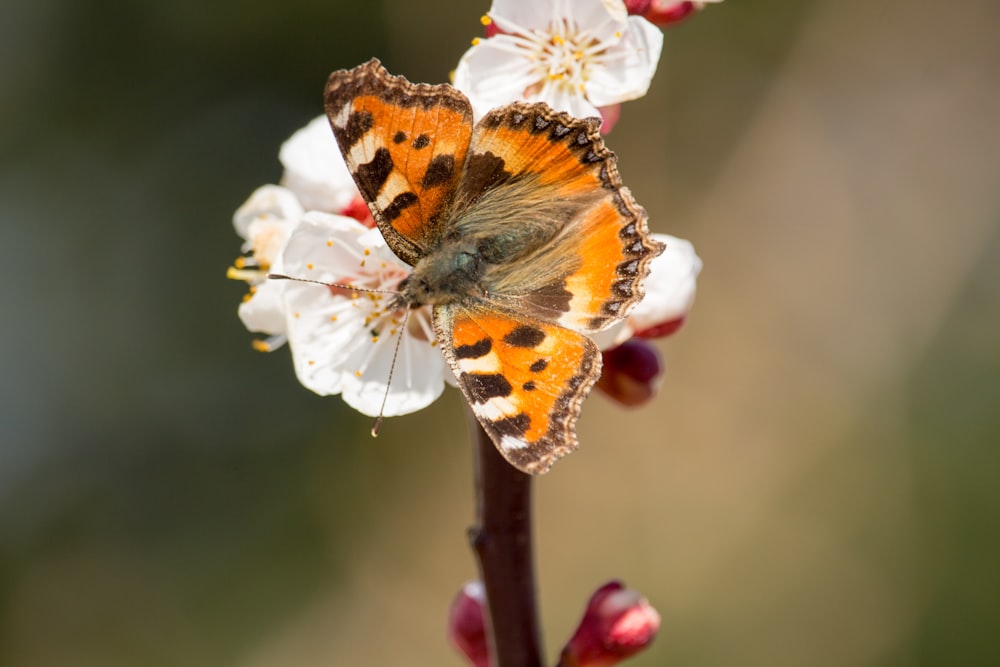 shallow focus photo of purple butterfly