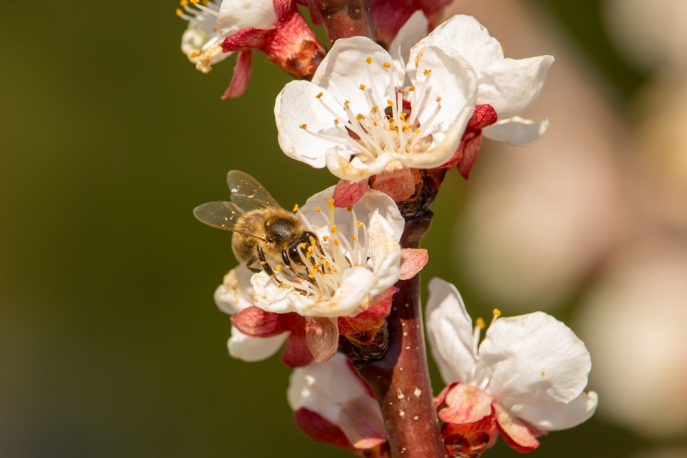 blooming white and red cherry blossoms