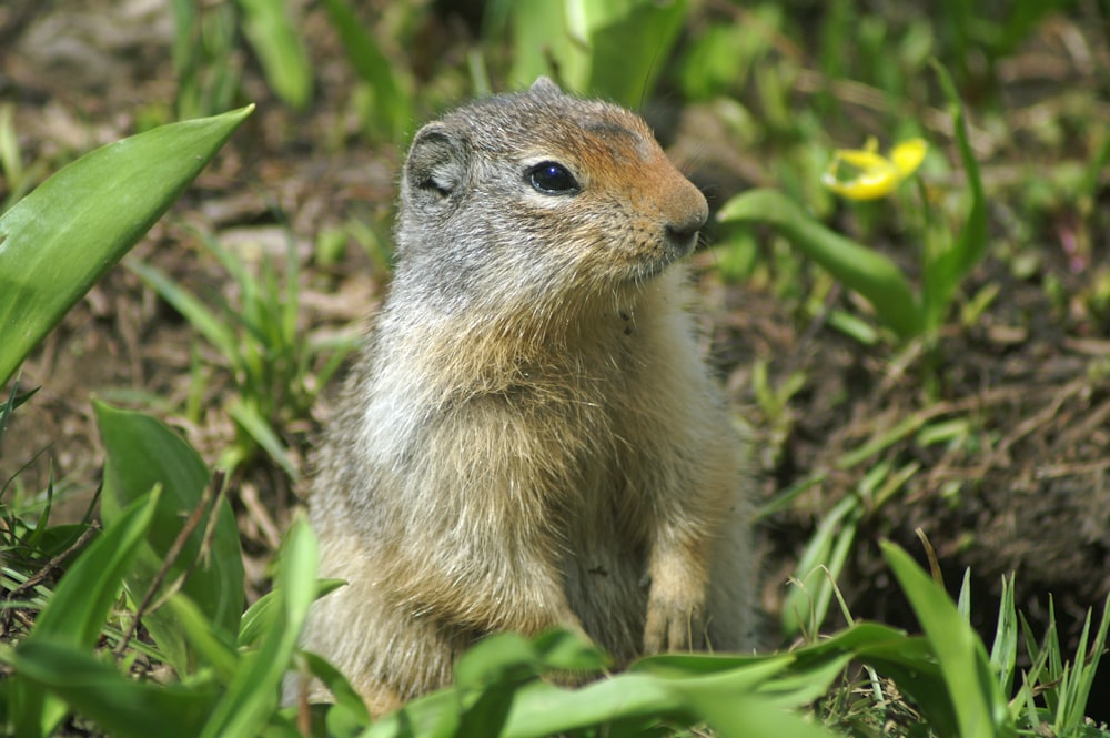 brown and gray hamster on surface