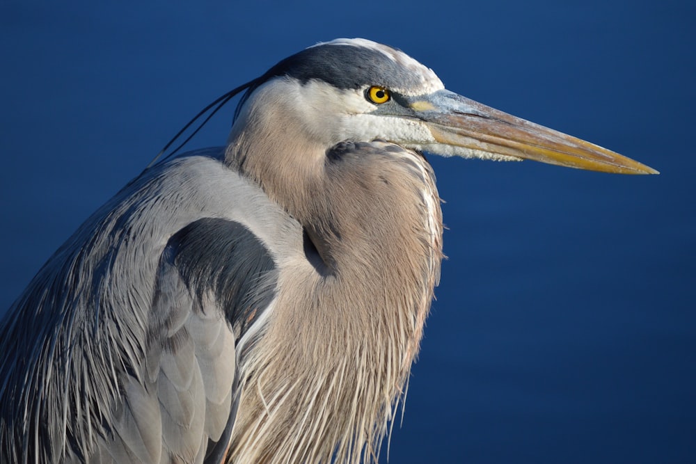 Weißer Vogel mit langem Schnabel