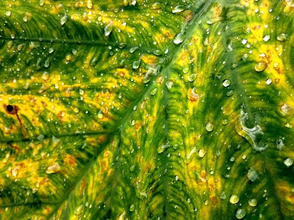 water drops in green and yellow leaf