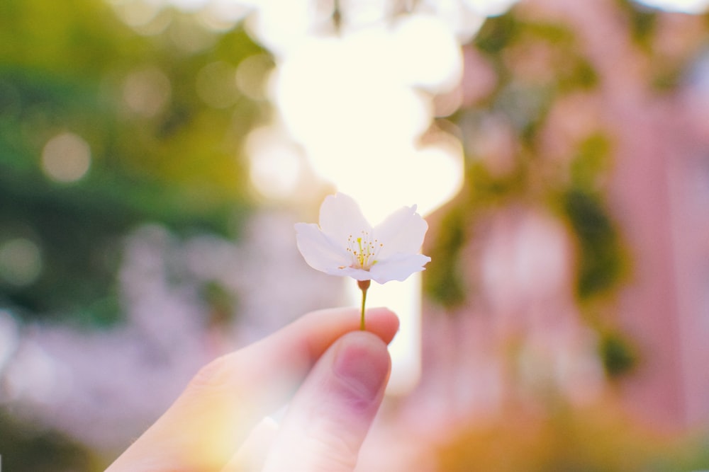 person holding white petaled flower