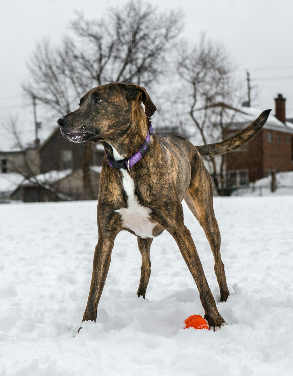 shallow focus photo of short-coated brown dog