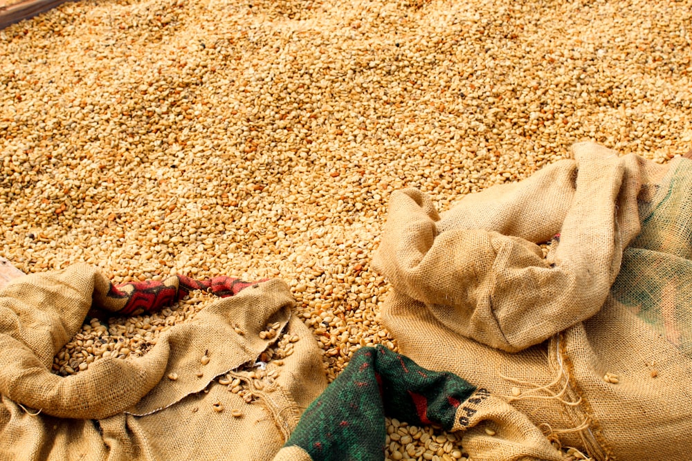 dried corn kernels